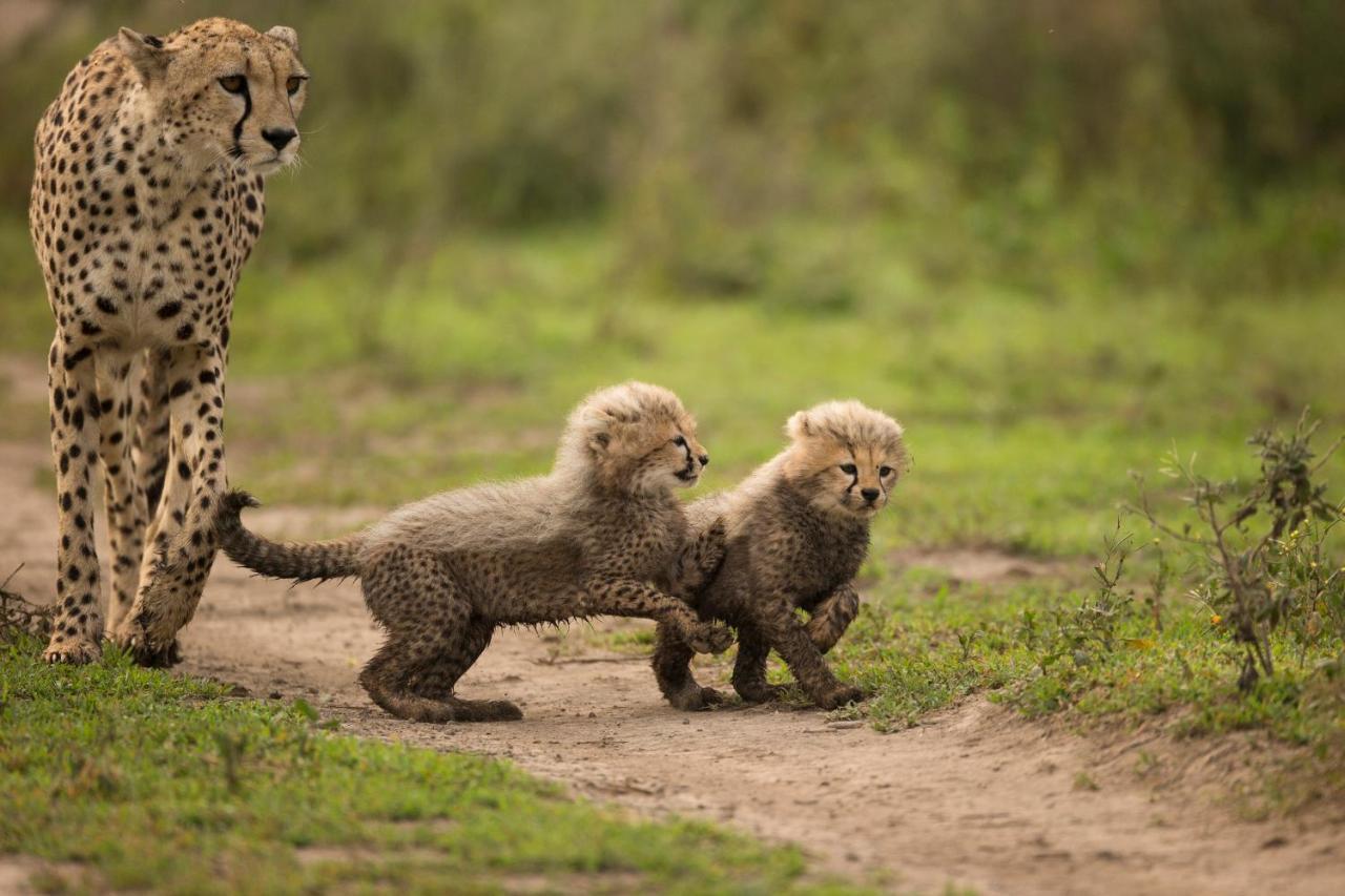 Africa Safari South Serengeti Ndutu Ngorongoro Sinoni Exterior foto