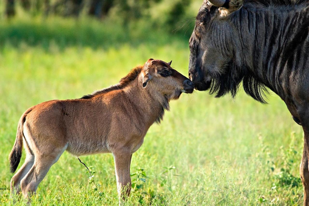 Africa Safari South Serengeti Ndutu Ngorongoro Sinoni Exterior foto
