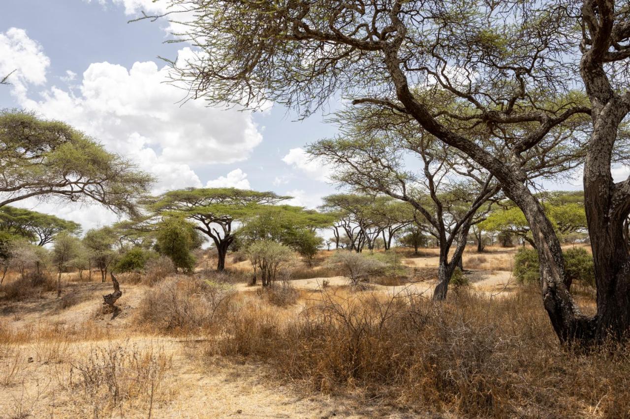 Africa Safari South Serengeti Ndutu Ngorongoro Sinoni Exterior foto